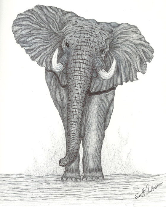 Elephant from Eric Anderson